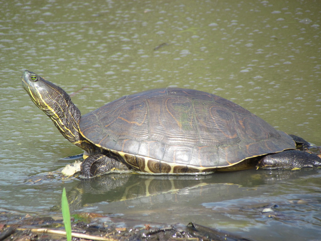 Mesoamerican Slider from El Zamorano, Honduras on February 7, 2020 at ...