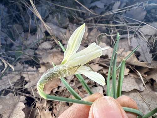 Narcissus moschatus, photograph 5