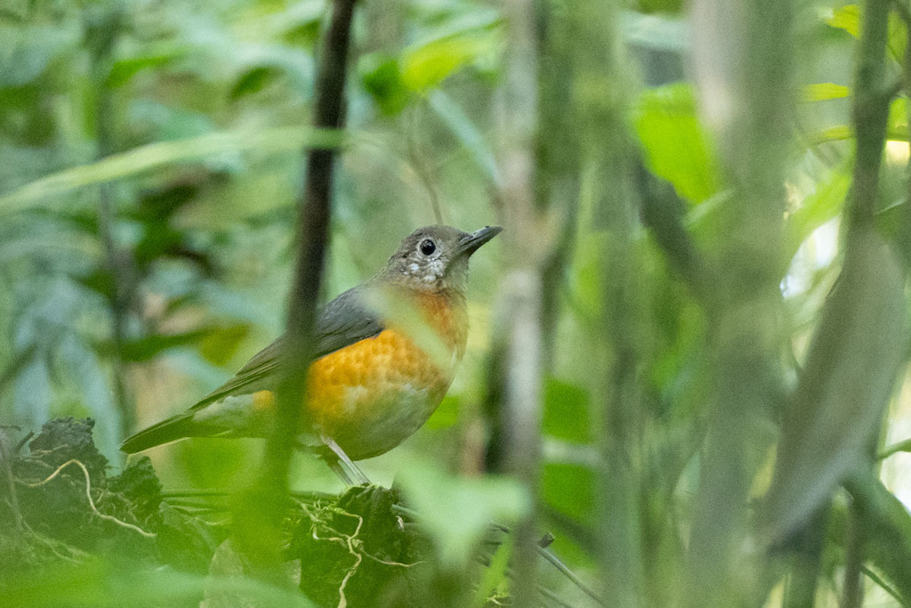 Everett's Thrush