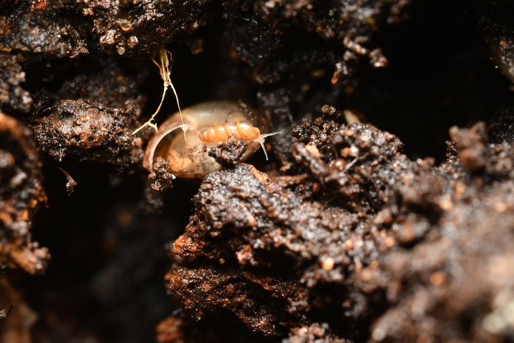 Acicula norrisi