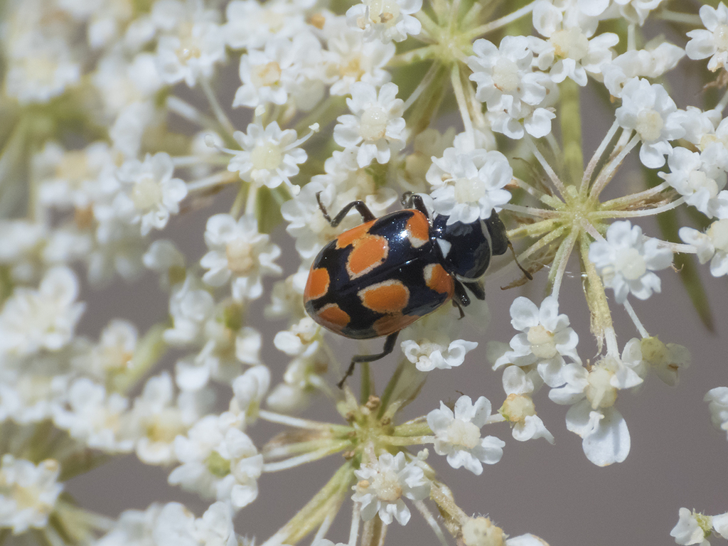 Eriopis eschscholtzii