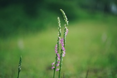 Spiranthes sinensis