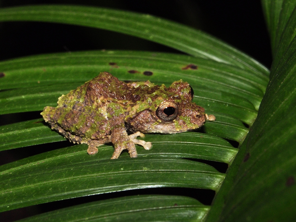 La nourriture asiatique - Phileas Frog !