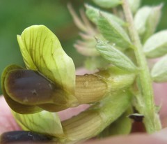 Vicia melanops