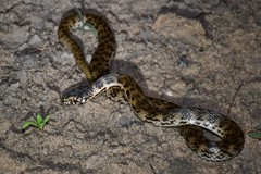 De Vis Banded Snake photo 3