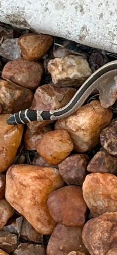 Dwarf Sand Snake