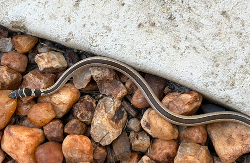 Dwarf Sand Snake