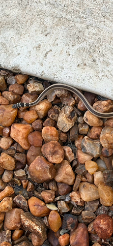 Dwarf Sand Snake