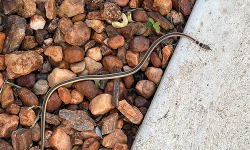 Dwarf Sand Snake