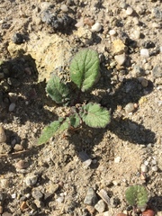 Phacelia minor