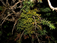 Arceuthobium oxycedri