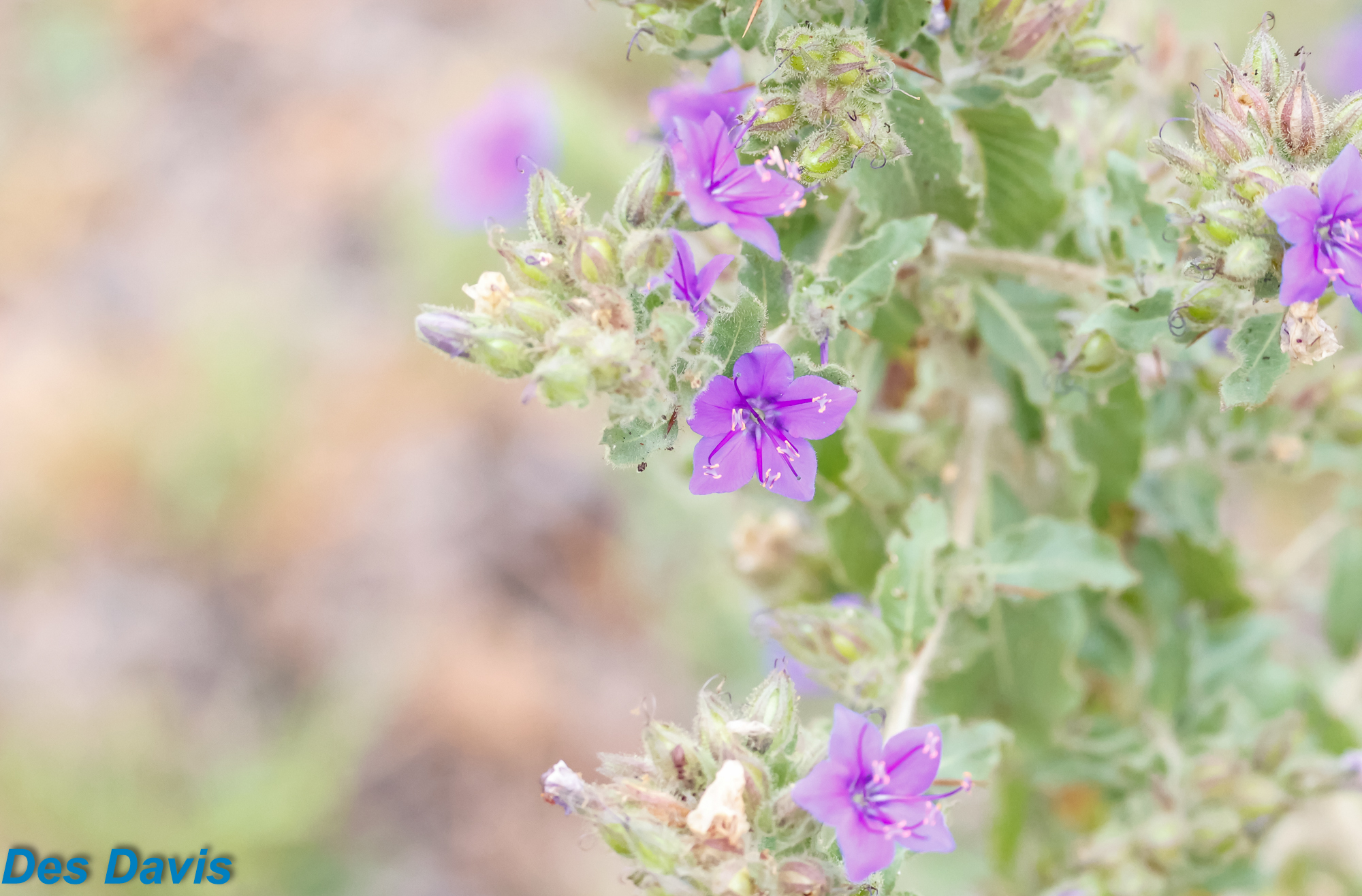 Hydrolea spinosa
