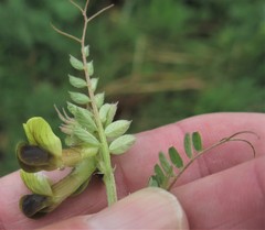Vicia melanops