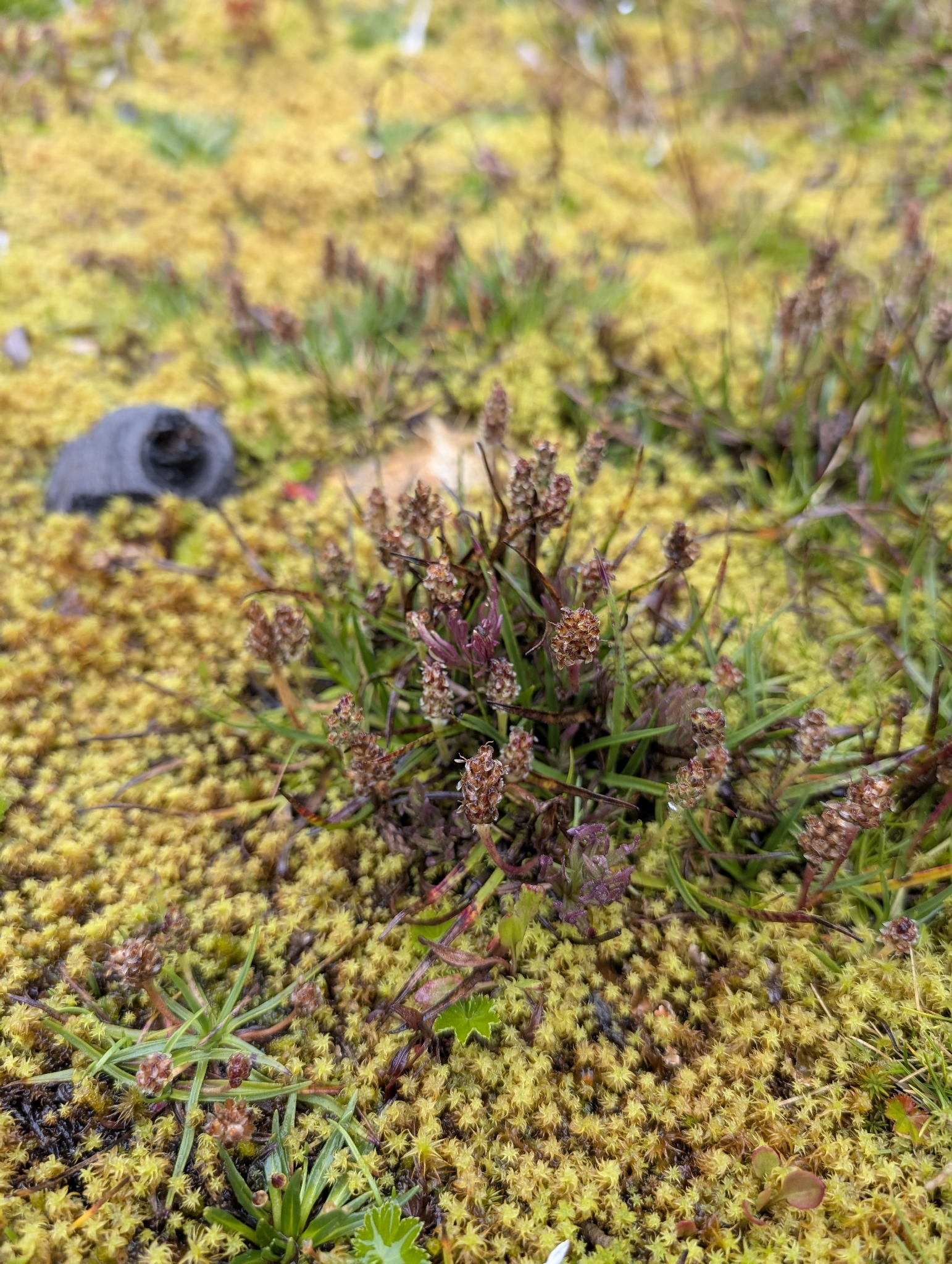 Narrowleaf plantain