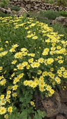 Argyranthemum maderense