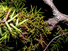 Arceuthobium oxycedri