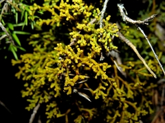 Arceuthobium oxycedri