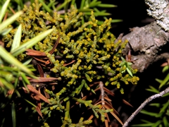 Arceuthobium oxycedri