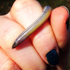 Anniella pulchra