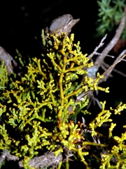 Arceuthobium oxycedri