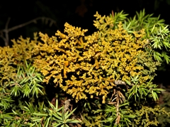 Arceuthobium oxycedri