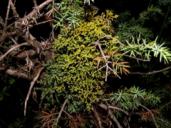 Arceuthobium oxycedri