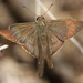 Longtail Skippers - Photo (c) Diana-Terry Hibbitts, some rights reserved (CC BY-NC), uploaded by Diana-Terry Hibbitts