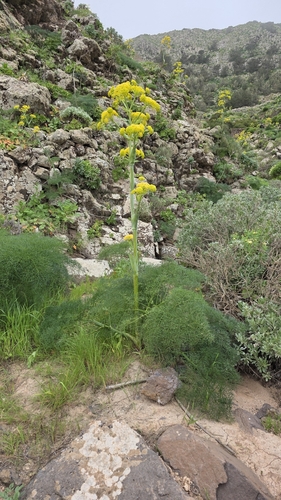 Ferula lancerotensis, photograph 2
