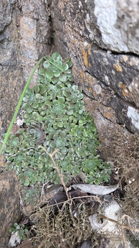 Gouty Houseleek (Aichryson tortuosum)