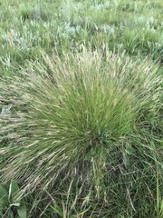 Aristida junciformis