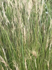 Aristida junciformis