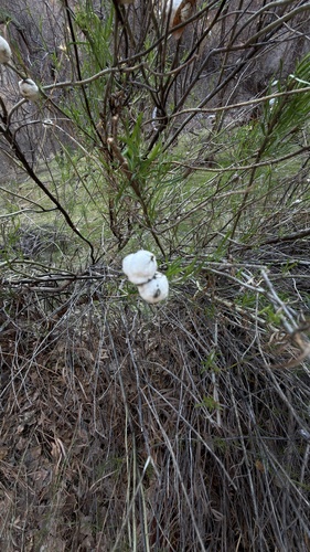 Unknown species found near Zion National Park, Virgin, UT, US