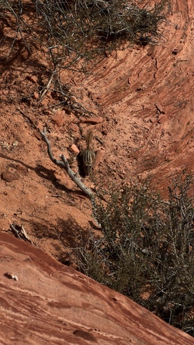 Hopi Chipmunk observed by myflowerid1