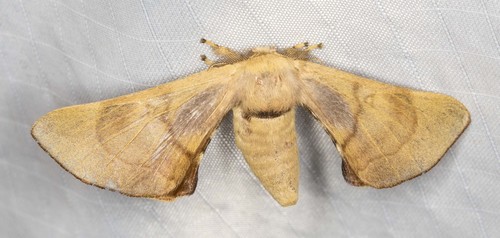 Gastridiota adoxima Turner, 1902