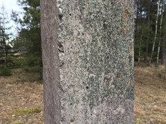 Phaeophyscia nigricans