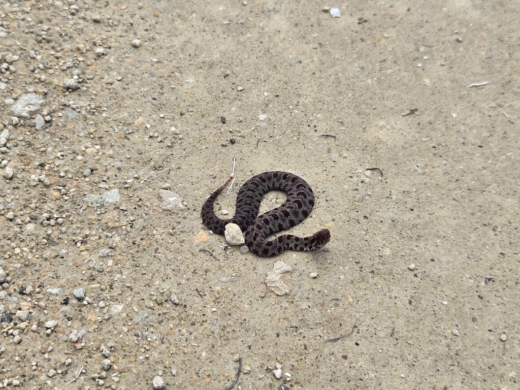 Mini Rattlesnake Carolina Pygmy Rattlesnake in February 2026 by Robert Langellier. Baby ...