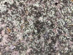 Phaeophyscia nigricans
