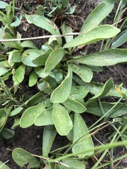 Pygmaeothamnus zeyheri