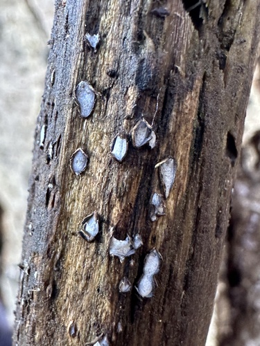 Propolis farinosa observed 2026-02-25