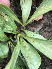 Pygmaeothamnus zeyheri