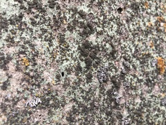 Phaeophyscia nigricans