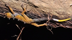 Cnemaspis leucura