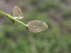 Peronospora arvensis