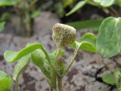 Peronospora arvensis