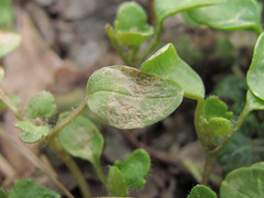 Peronospora arvensis
