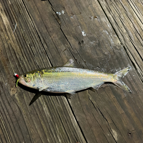 Blue herring (Alosa chrysochloris) — Clupeidae — 5