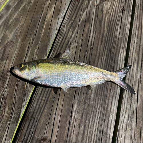 Blue herring (Alosa chrysochloris) — Clupeidae