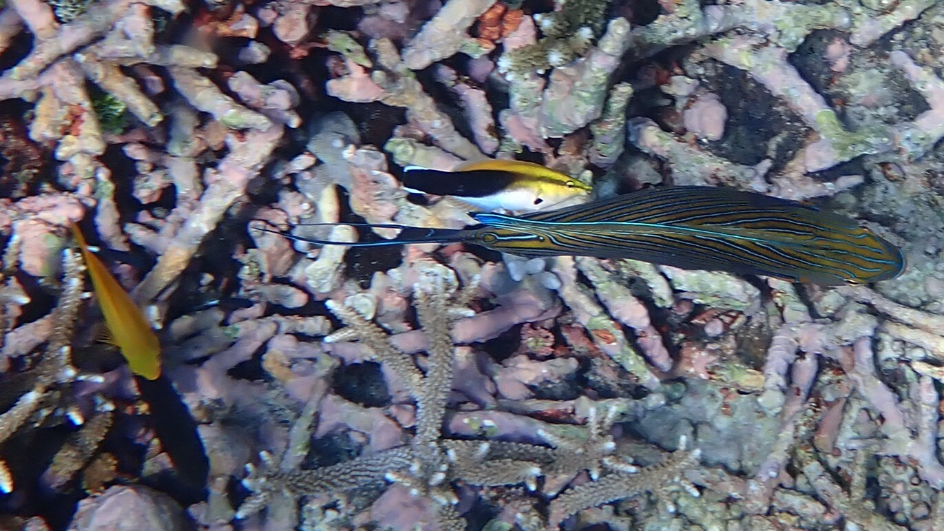 Black-Spot Cleaner Wrasse photo 8