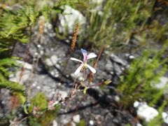 Pelargonium patulum