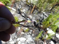 Pelargonium patulum